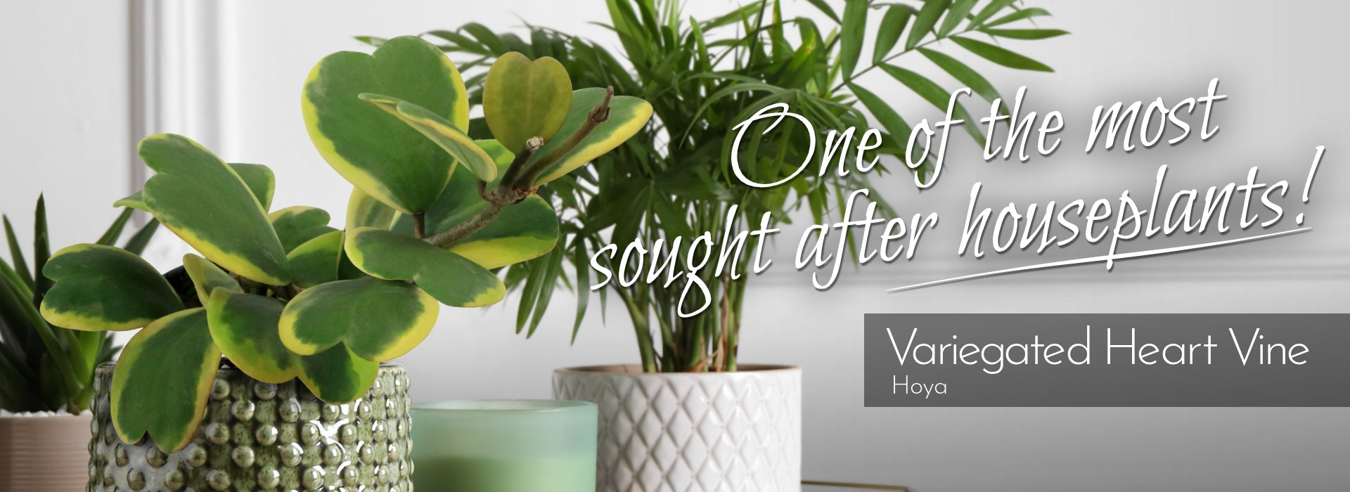 Cottage Farms Direct